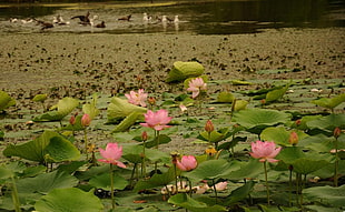 photography of pink Lotus flowers HD wallpaper