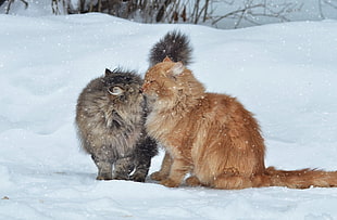 two black and brown maine coon cats
