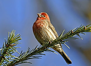 brown and orange feather bird, house finch