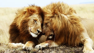 two brown lions, lion
