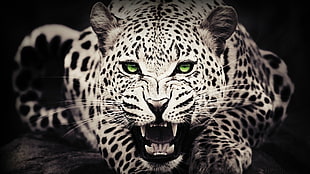 white cheetah, animals, green eyes, leopard (animal)