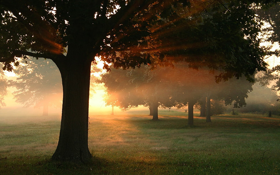 green leafed tree lot, sunlight, trees, grass, sunset HD wallpaper