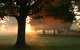 green leafed tree lot, sunlight, trees, grass, sunset