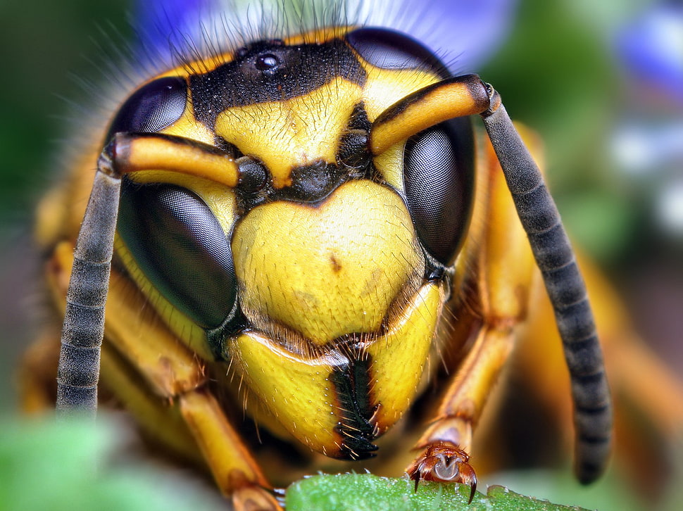 yellow jacket wasp, nature, insect, animals HD wallpaper