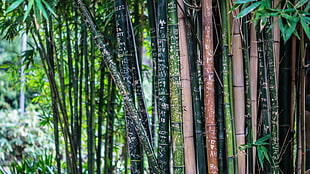green leaved bamboo trees during daytime