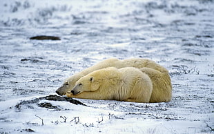 two reclining polar bears