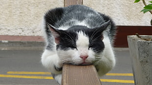 white and black fur cat on fence