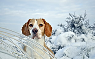 American Foxhound near trees filled by snow at daytime HD wallpaper