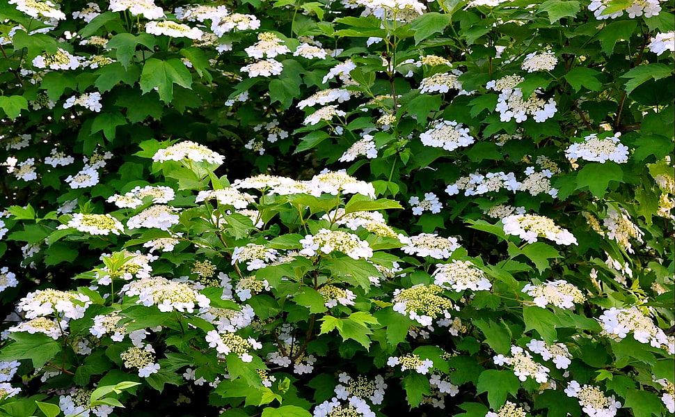 white edelweiss flower field HD wallpaper