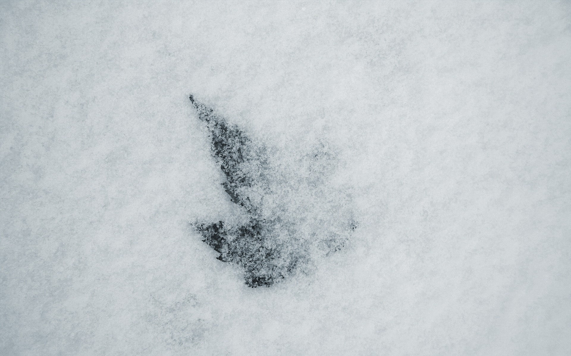 Сугробы листьев. Снег текстура. Следы на снегу. Обои снегопад. Снег на белом фоне.