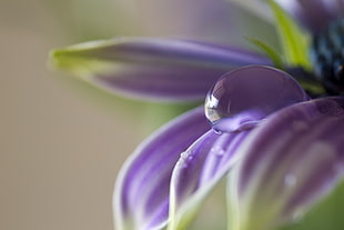 dew drop on purple flower focus lens photography