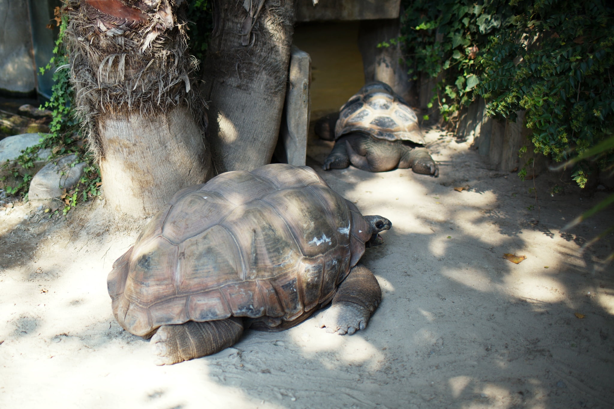 Черепахи пара. Черепахи в Тайланде. Ростовский зоопарк черепахи. Тайлландская черепаха. Черепаха из Тайланда.