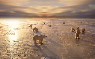herd of white polar bears, nature, animals, polar bears