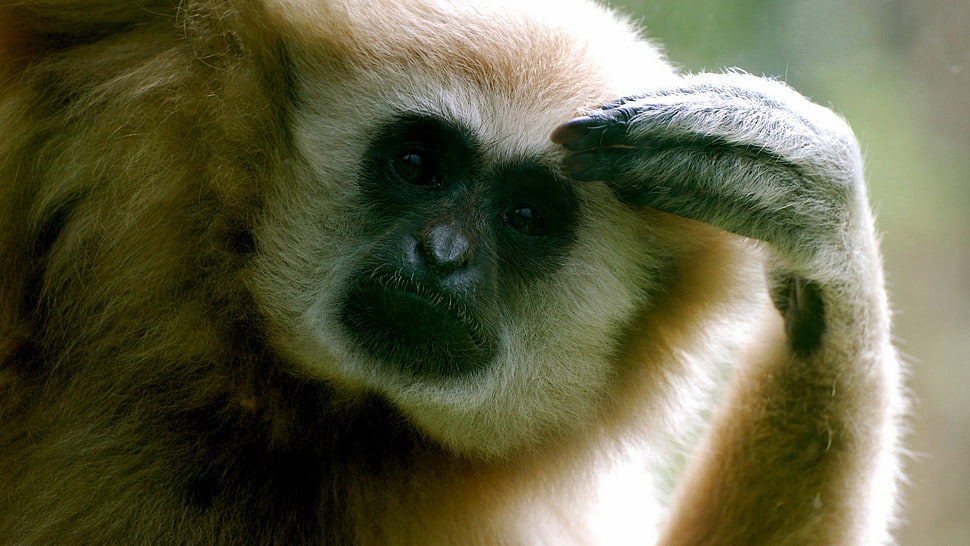 beige monkey HD wallpaper