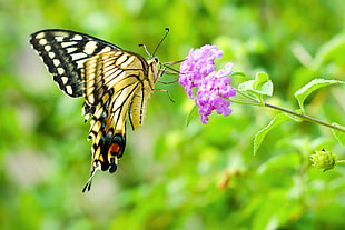 purple lantana flower with brown Tiger Swallowtail butterfly in closeup photo HD wallpaper
