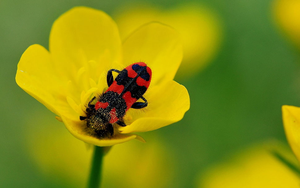 red and black winged insect on yellow petaled flower in closeup photo HD wallpaper