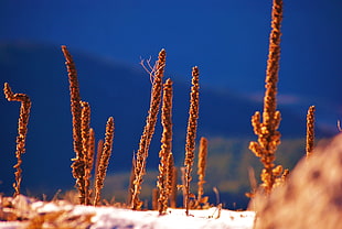 close up photo of brown plants