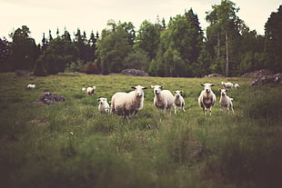 flock of sheep in green grassland HD wallpaper