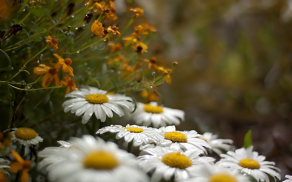 selective focus photography of fully bloomed white daisy flowers and orange petaled flowers HD wallpaper