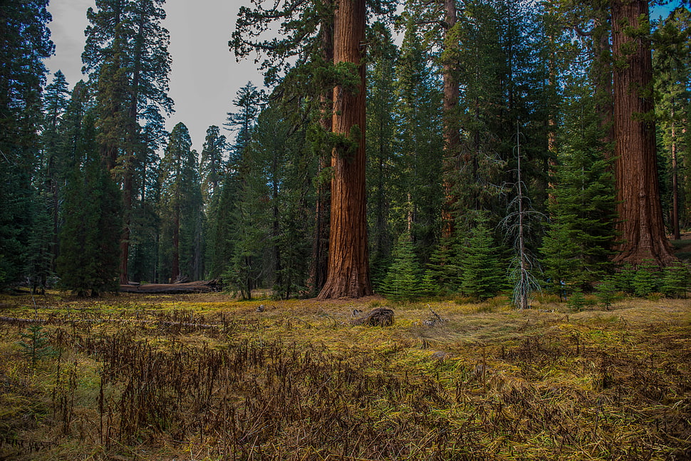 brown tree trunk with green leaves, yosemite HD wallpaper