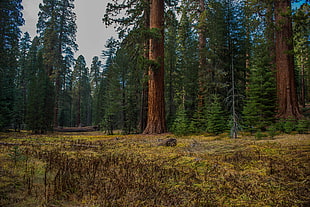 brown tree trunk with green leaves, yosemite