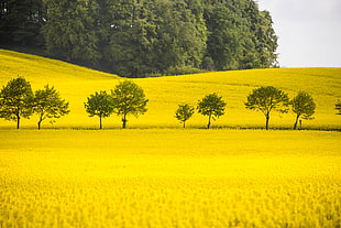 green trees in the middle of yellow petaled flower field HD wallpaper