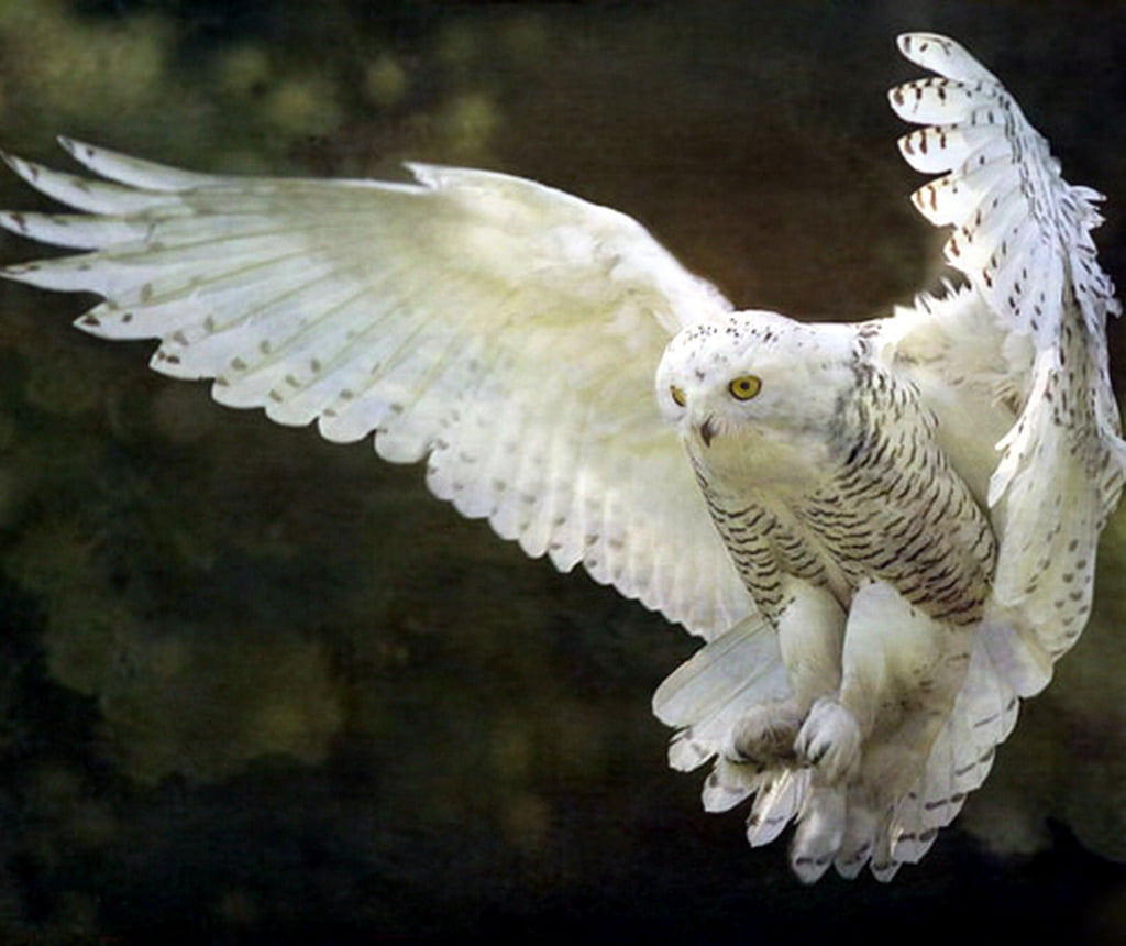 white and black owl