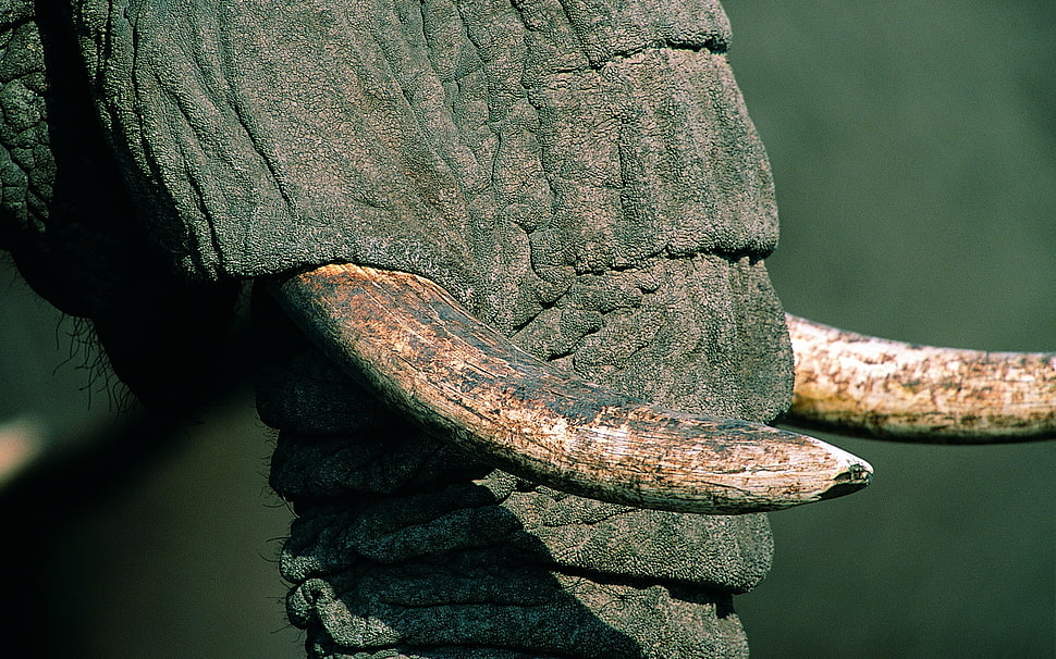 close up photo of elephant horn HD wallpaper