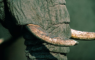 close up photo of elephant horn