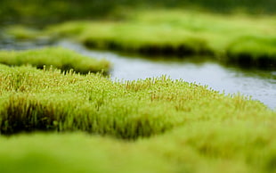 shallow focus photography of green grass
