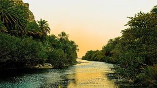river between of forest, jungle, river HD wallpaper