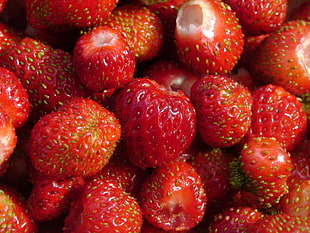 red strawberries lot HD wallpaper