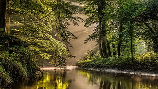 green tree, forest