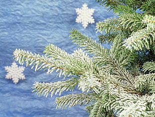 green pine tree with blue background