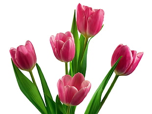 five pink Tulip flowers photography HD wallpaper