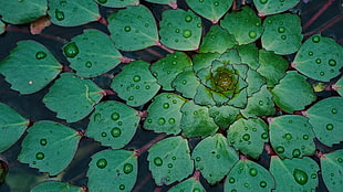 green leaf, nature, plants, water drops, symmetry