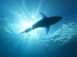 underwater photography of fish during daytime, great white shark