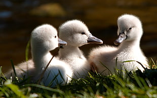 three white ducklings