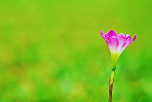 selective focus photography of purple petaled flower HD wallpaper