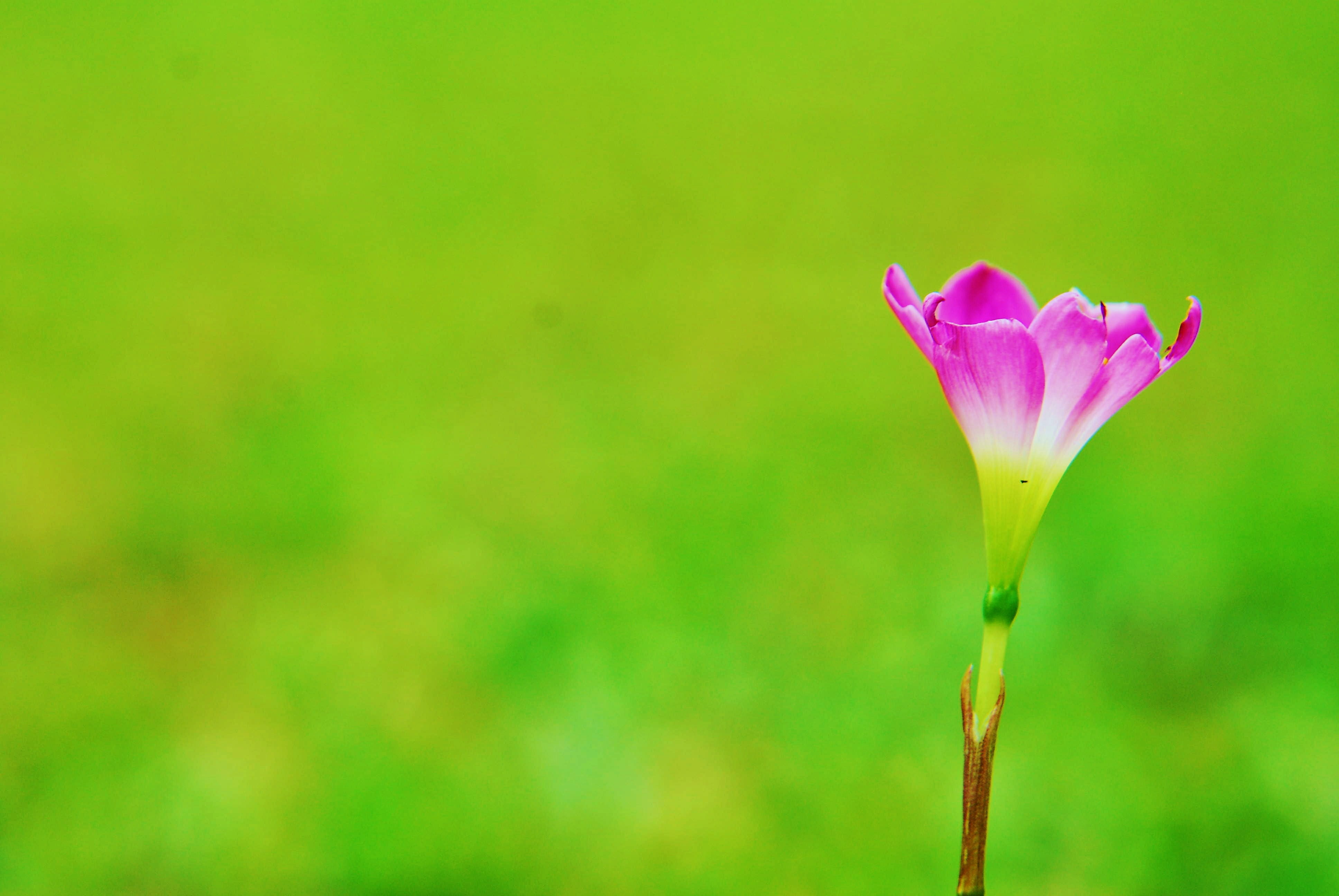 selective focus photography of purple petaled flower