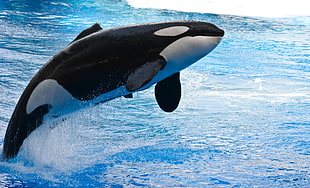 white and black whale, orca, animals, whale, water