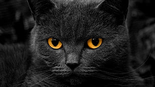 black cat, cat, orange eyes, shadow