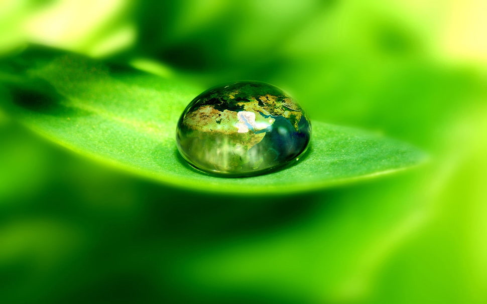 shallow focus of raindrop HD wallpaper