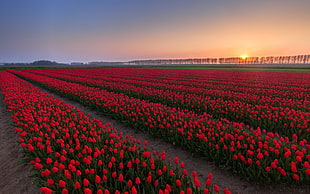 red tulip field, nature HD wallpaper