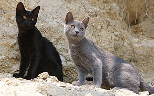 black and gray cat on rock formation