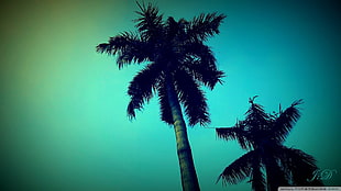 two green coconut trees, palm trees, nature