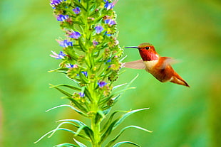 Hummingbird flying beside purple flowering plant at daytime in selective focus photography