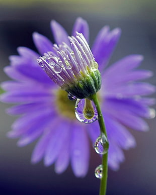selective photography purple petaled flower with water dew HD wallpaper