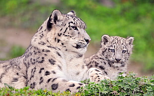 Leopard and cub HD wallpaper
