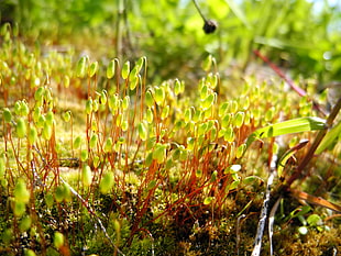 closeup photo of plant sprouts